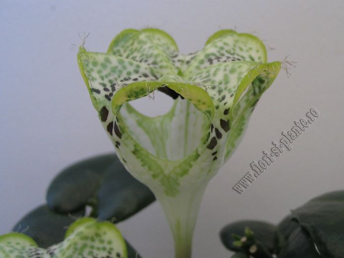 Ceropegia sandersonii - Diverse