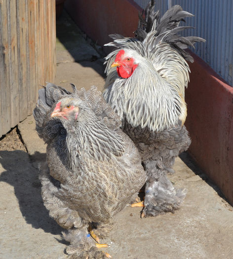 p sil - B__Brahma Silver orange