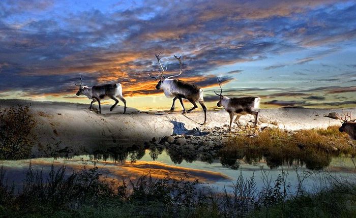 Reni si tundra .. - NATURA MOARTA-NATURA VIE