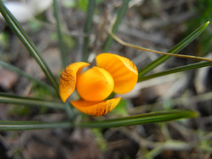 Crocus Gipsy Girl (2013, March 04)