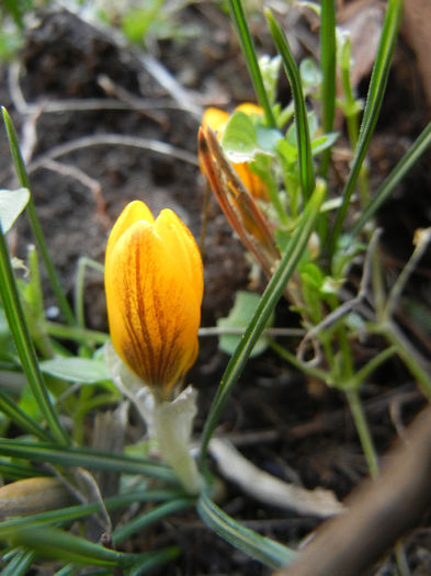 Crocus Gipsy Girl (2013, March 04)