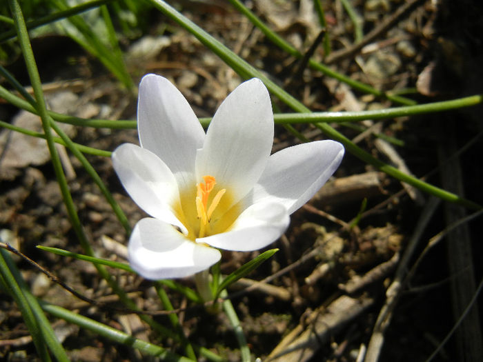 Crocus Blue Pearl (2013, March 03)
