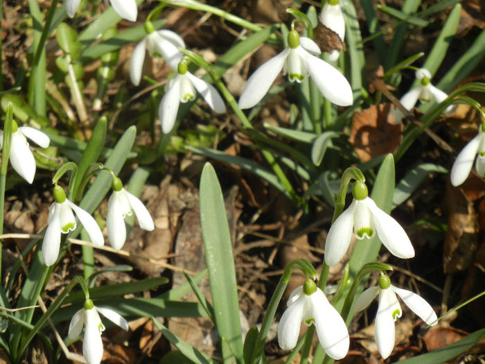 Snowdrops (2013, March 04) - GHIOCEI_Galanthus nivalis