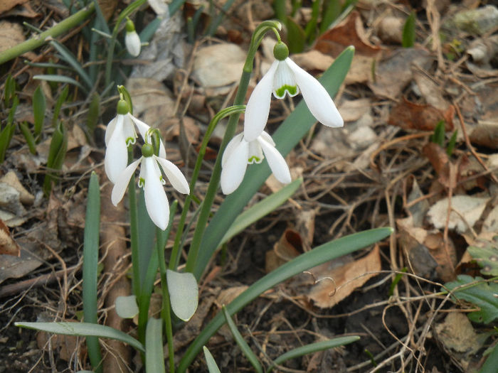 Snowdrops (2013, March 04) - GHIOCEI_Galanthus nivalis