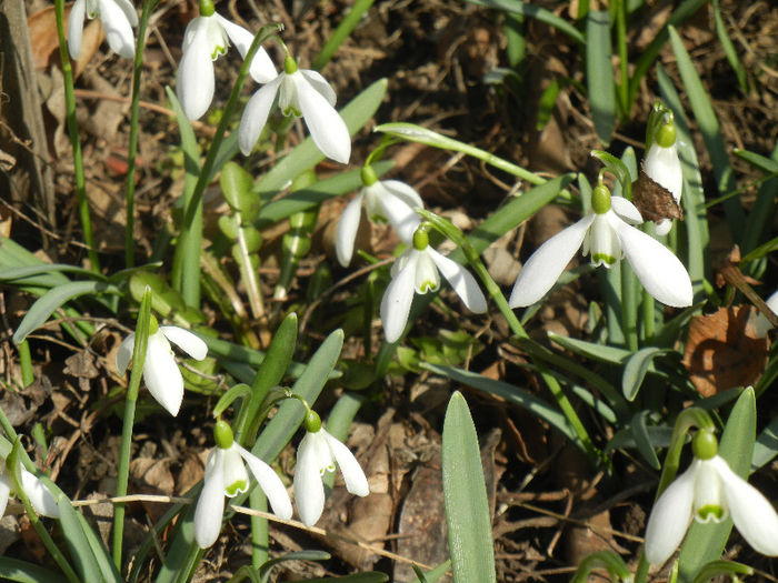 Snowdrops (2013, March 04)