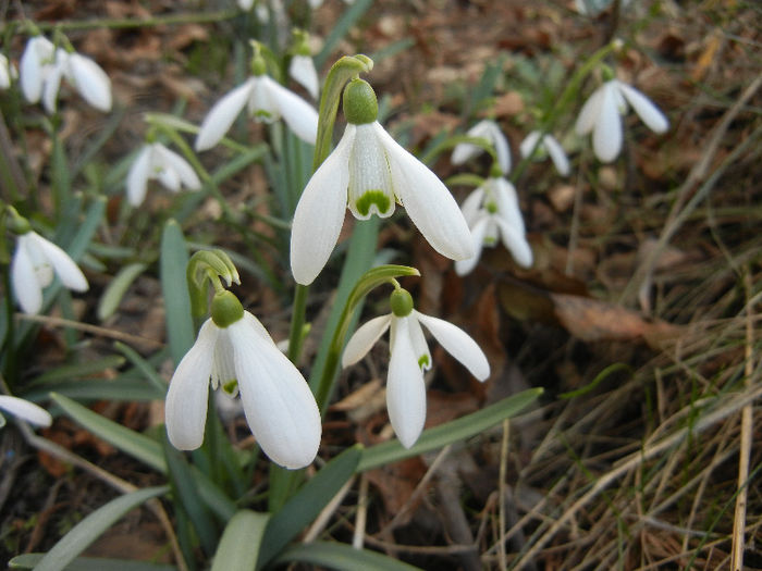 Snowdrops (2013, March 04)