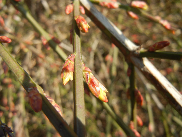 Jasminum nudiflorum (2013, March 04) - JASMINUM Nudiflorum