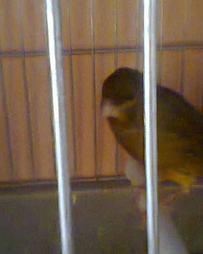 Fotogr.0113 - canari