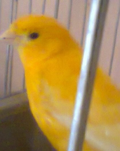 Fotogr.0117 - canari