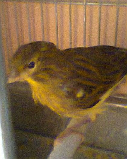 Fotogr.0119 - canari