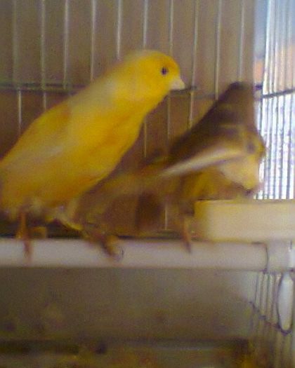 Fotogr.0127 - canari