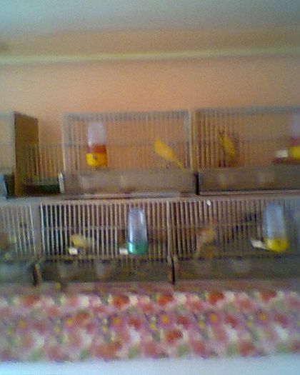 Fotogr.0131 - canari