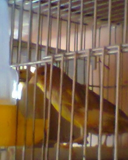 Fotogr.0136 - canari