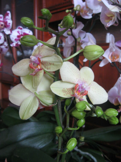 042 - Phalaenopsis