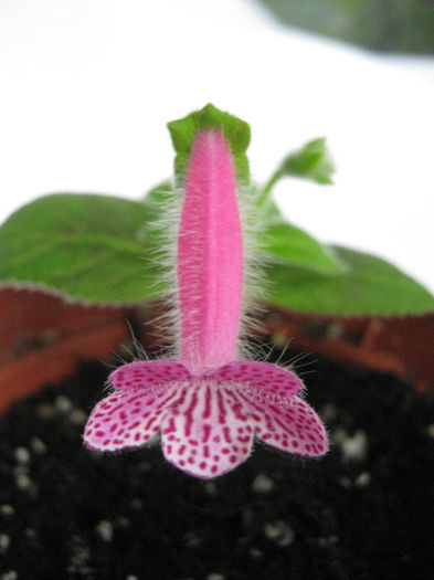 Rongo - 2013 Kohleria