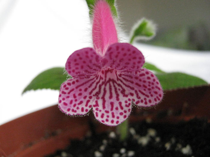 Rongo - 2013 Kohleria