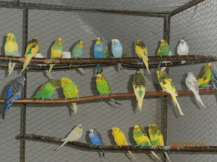 051 - Papagali Perusi