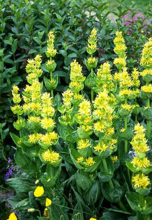 Gentiana lutea