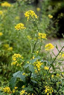 Mustar alb, sinapis alba