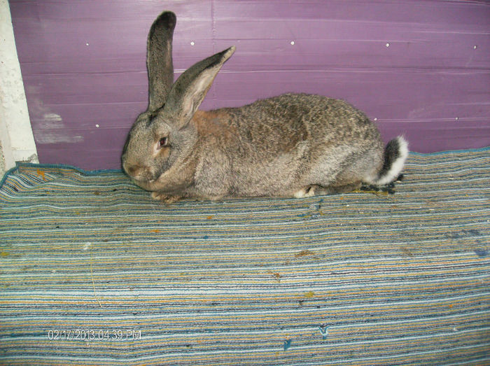 Femela urias gri german, Virsta 1 an,Greutate-7.200 kg; Femela urias  gri german
Virsta 1 an
Greutate-7.200 kg
