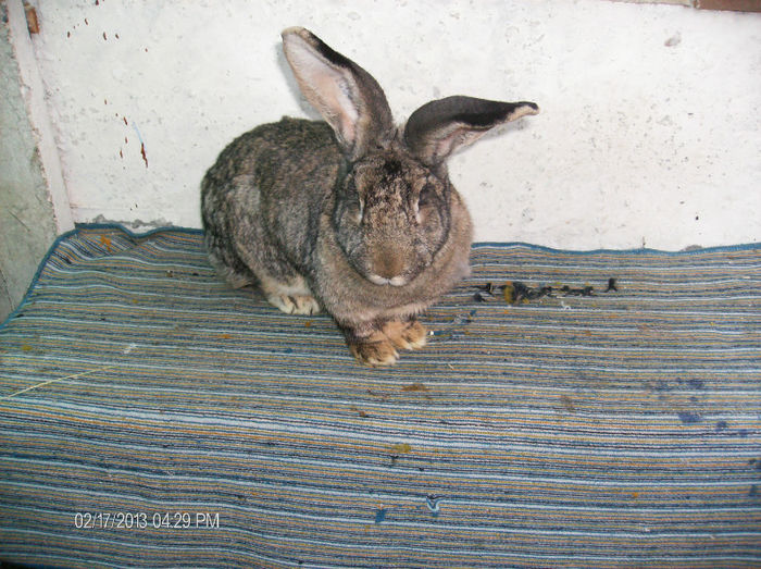 Femela urias gri german,Virsta 1 an,Greutate-7.200kg; Femela urias gri german Virsta 1 an
Greutate-7.200kg
