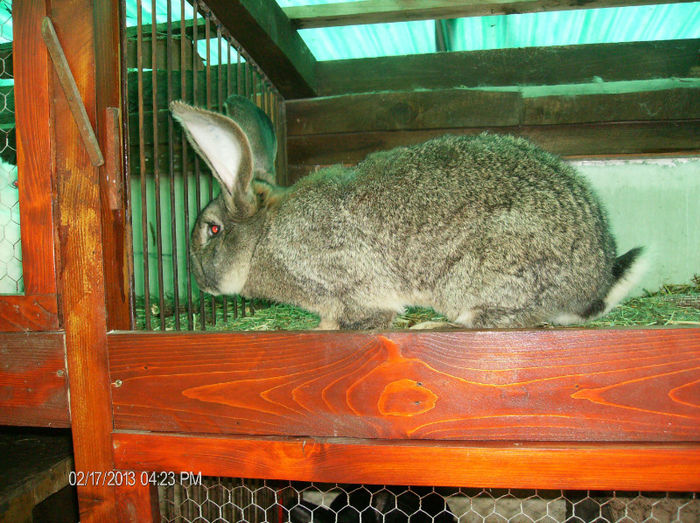 Mascul urias german,1.3 ani,greutate7.100kg