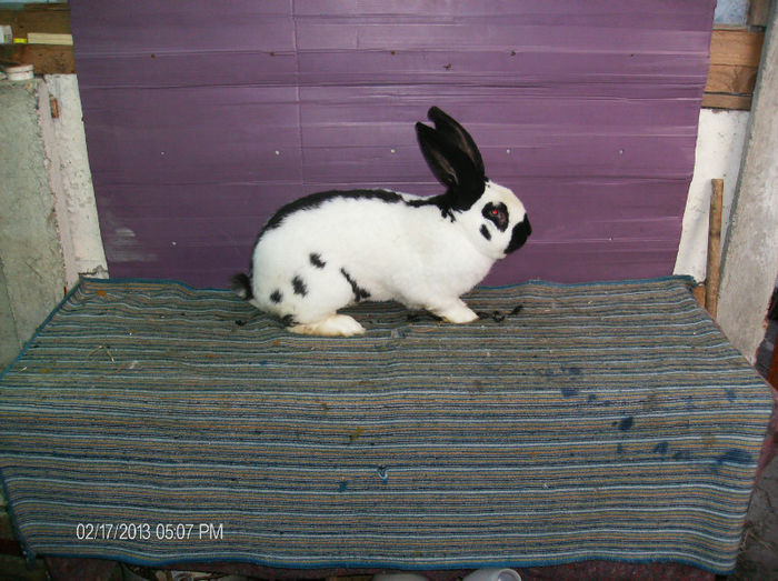 Mascul fluture german,1.5 ani,greutate-7.300 kg