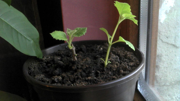 2013-03-03 06.57.34 - Paulownia Experiment