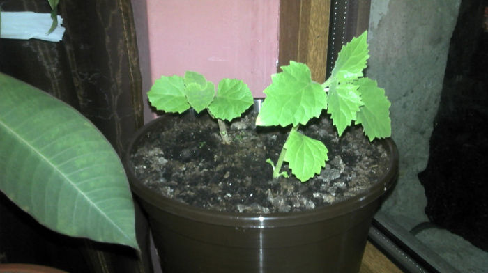 2013-03-04 19.02.59 - Paulownia Experiment