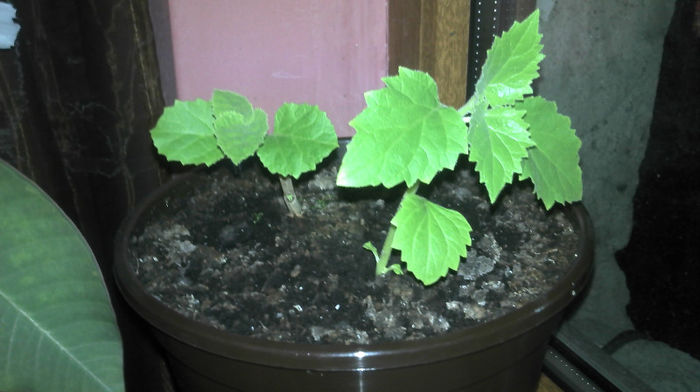 2013-03-04 19.03.05 - Paulownia Experiment