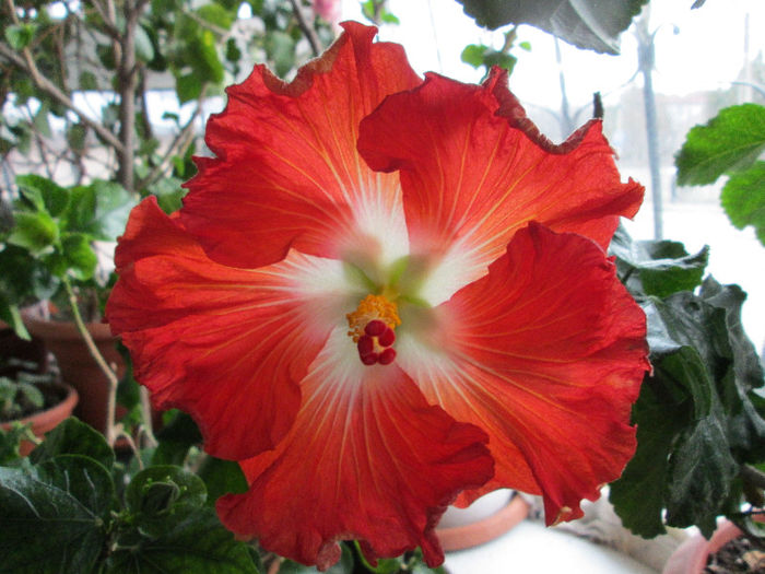 hibiscus 2 - flori in martie 2013