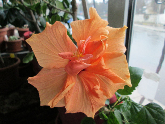 hibiscus - flori in martie 2013