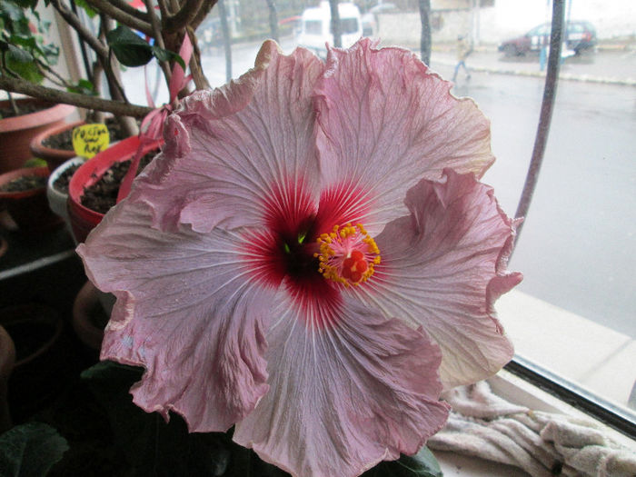 hibiscus