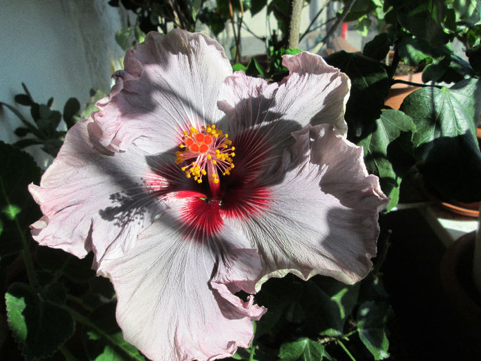 hibiscus 2