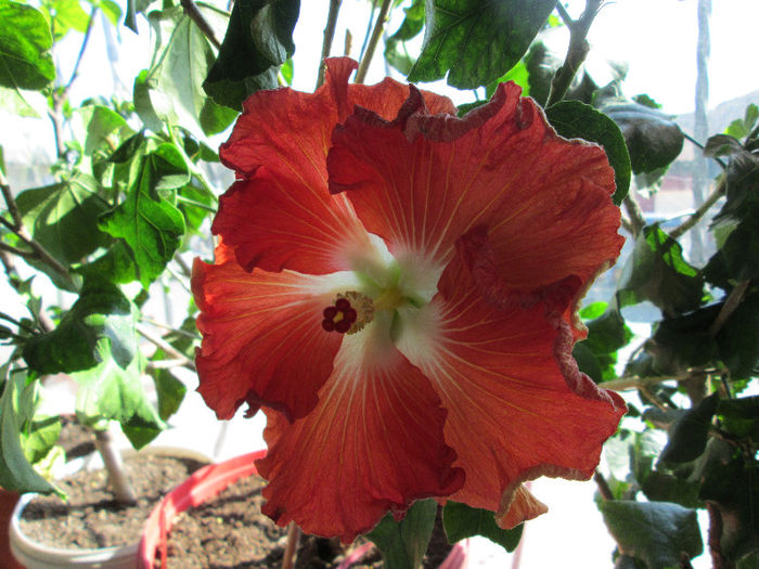 o noua floare de hibiscus - flori in martie 2013