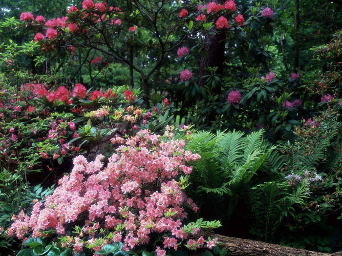 Azaleas%20and%20Rhododendrons