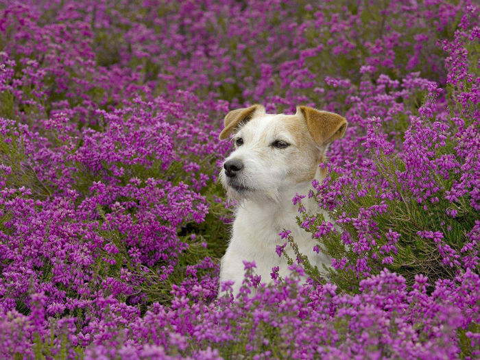 Jack%20Russell%20Terrier%20in%20Heather