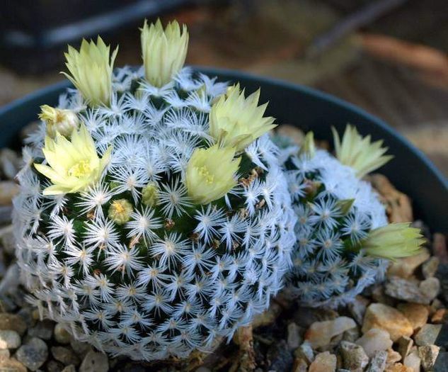 599 duwei mammillaria=3lei sem - CACTUSI SEMINTE 2