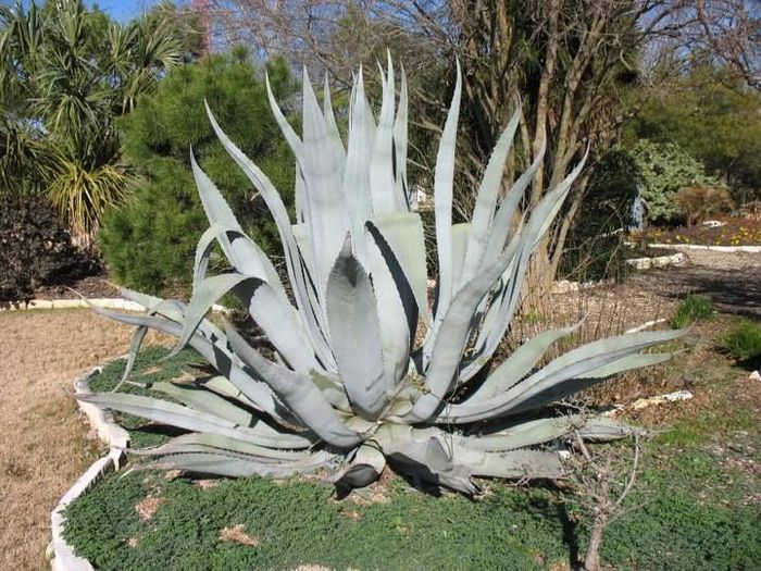 agave americana =1leu sem