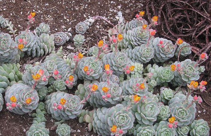 echeveria derenbergii=1leu sem - CACTUSI SEMINTE 2