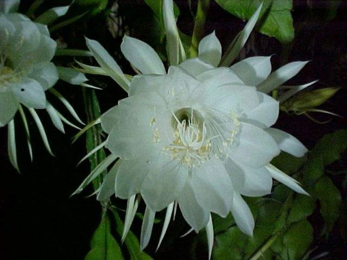 epiphyllum oxypetalum=3lei sem(cactusul orhidee)