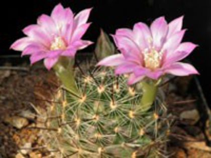 m_longiflora_g_200