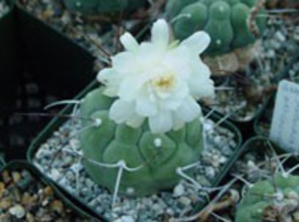 m_madisoniorum_a_200=2,5lei sem