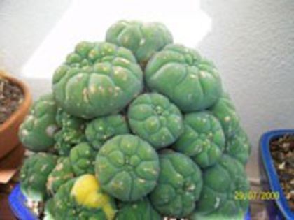 m_madisoniorum_d_200=3lei sem