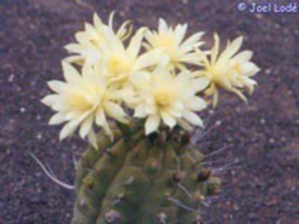 m_madisoniorum_g_200=2lei sem