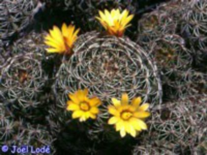 m_melaleuca_d_200