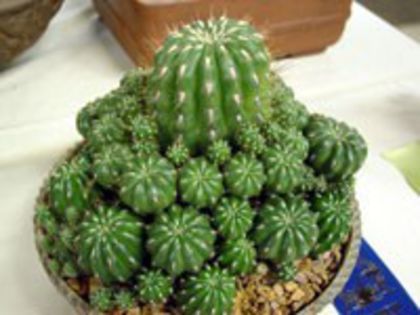 m_paucicostata_b_200=1,5lei sem