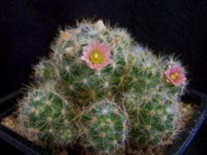 m_prolifera_a_200=2lei sem