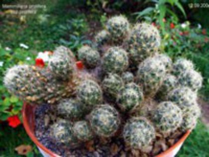 m_prolifera_prolifera_a_200=2lei sem