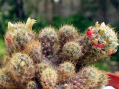 m_prolifera_prolifera_b_200